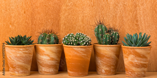banner with five succulent and cactus plants in terra cotta flower pots in front of wooden wall photo