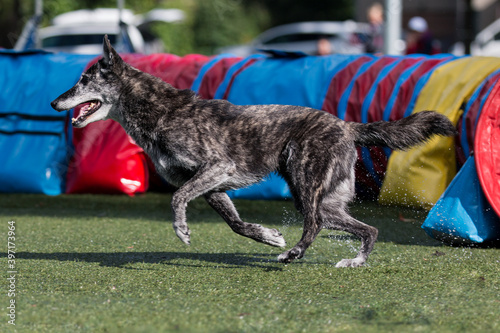 Fast extended working Dutch shepherd breed dog running full speed dog agility obstacle.  Hollandse Herder at outdoors on dog agility competition. Cute and funny pet runs out from agility tunnel photo