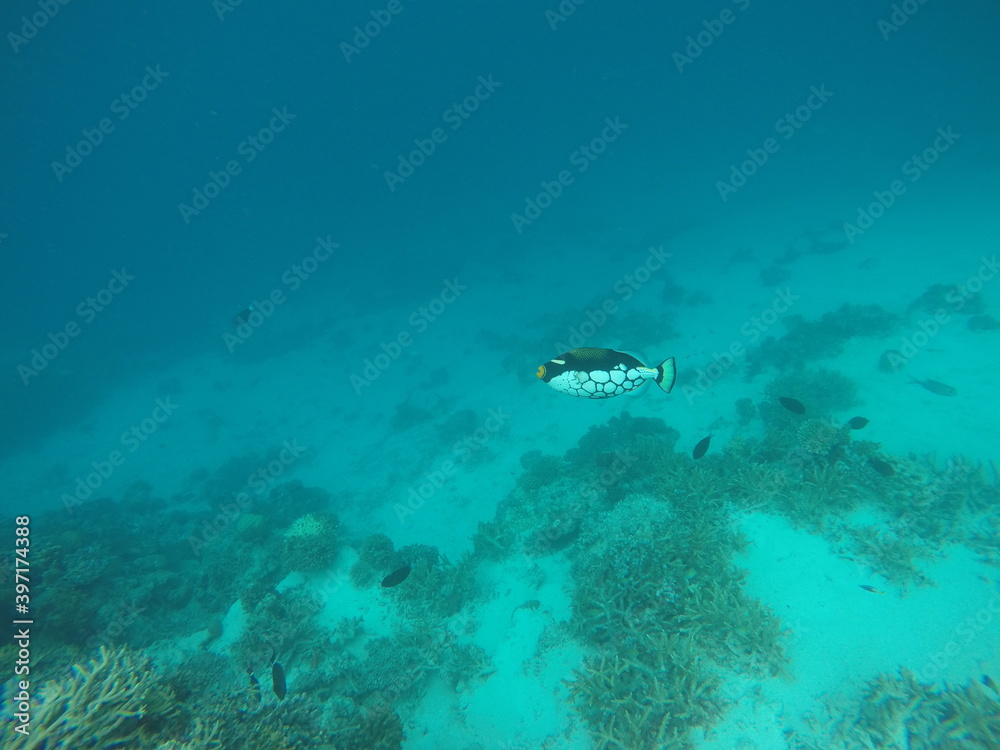 Fototapeta premium fish