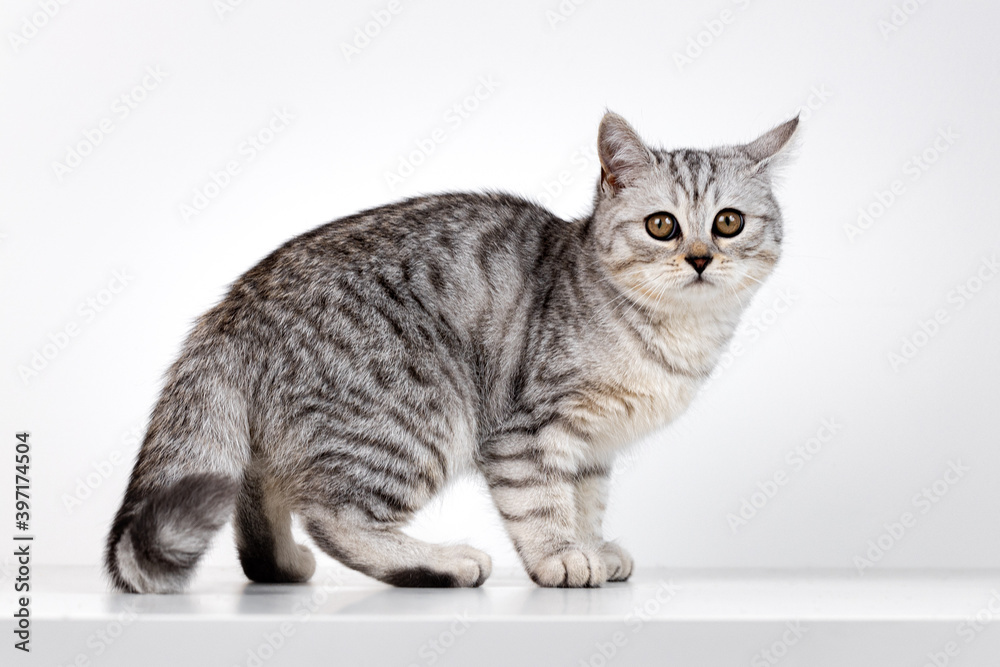 Scottish straight cat tabby on white background