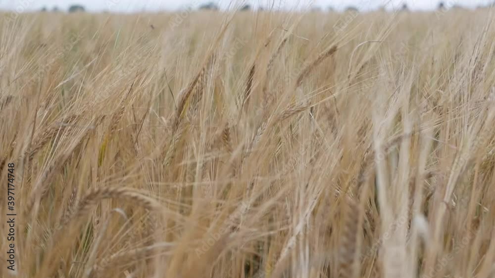 Ripe ears of wheat swaying from the gentle wind. Wheat field ready to harvest. Close-up