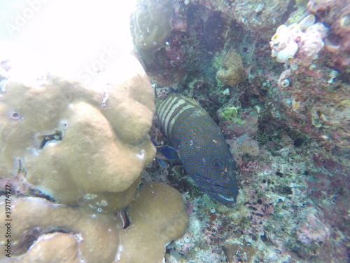 Wallpaper Mural fish Torontodigital.ca