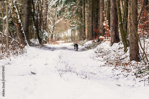 Wallpaper Mural Happy dog, black and white springer spaniel is playing with toy, blue ball. Torontodigital.ca
