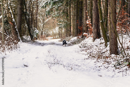 Wallpaper Mural Happy dog, black and white springer spaniel is playing with toy, blue ball. Torontodigital.ca