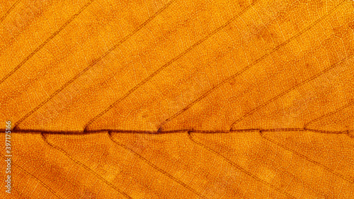 Full-screen close-up texture of a brown autumn beech leaf fragment with backlight, panoramic