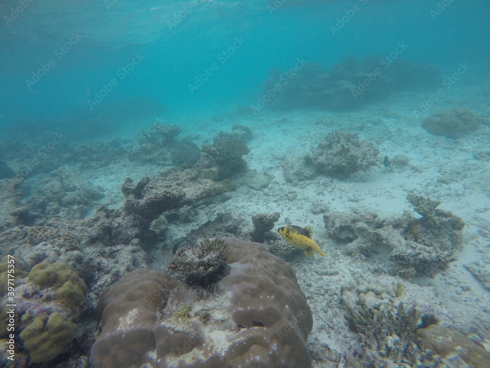 Fototapeta premium fish