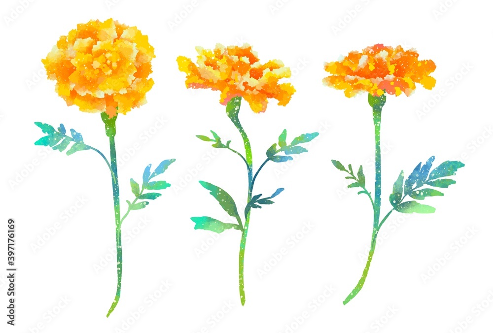 優しいタッチのマリーゴールドイラストのセット Stock Illustration Adobe Stock