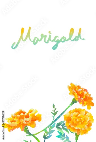 筆記体の文字入り優しいタッチのマリーゴールドイラスト Stock Illustration Adobe Stock