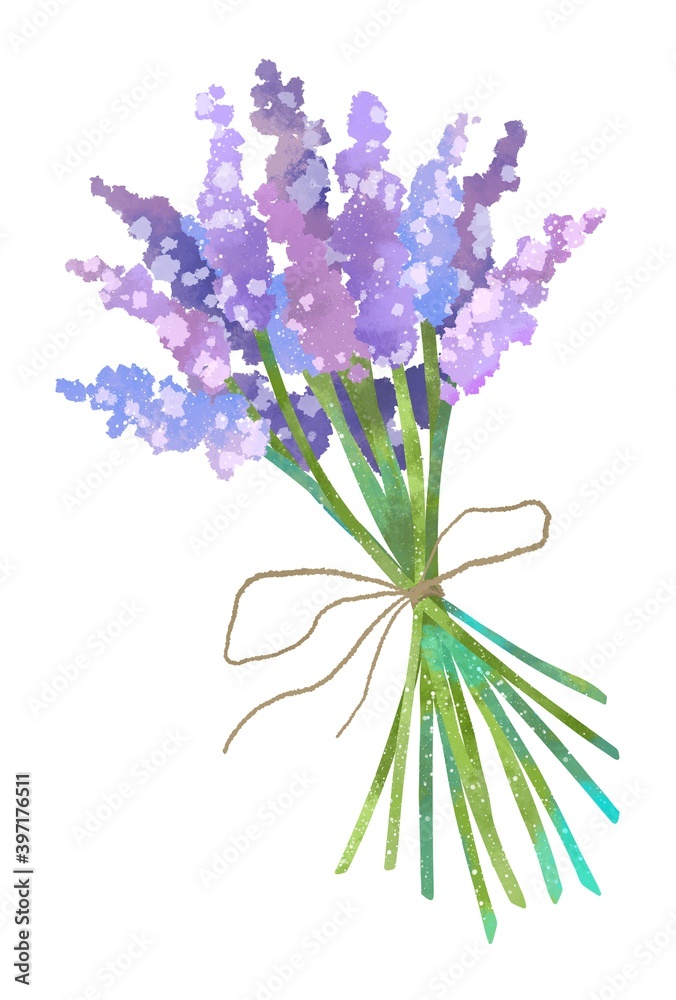 Fototapeta premium 優しいタッチのラベンダーイラスト