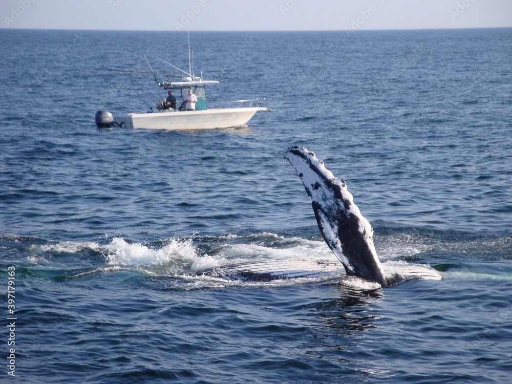 Fototapeta premium whale in the sea