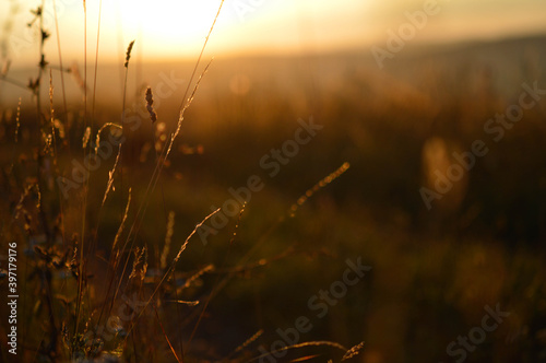 Calm orange light  sunset light field in the sunset. Sun shining through plants. Golden hour.