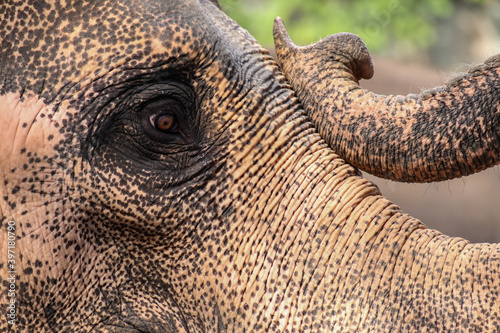 Photography close up trunk and eye of Thai elephant