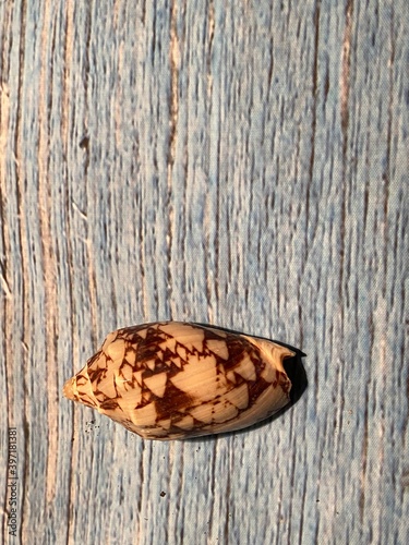 shell cone shape bursidae family on weathered wood blue background with copy space  photo