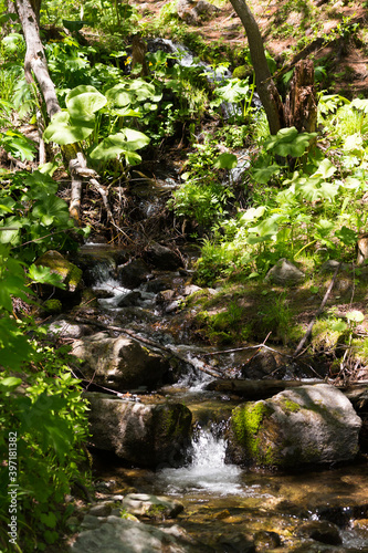 Stormy river in the forest in sunny day on Sakhalin island