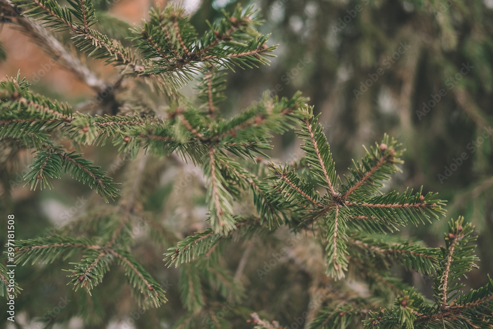 pine branches with a gleam of the sun. can be used for the background. pine branches with a gleam of the sun. can be used for the background.