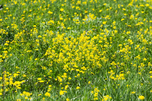 Yellow flowers on a flowering field in a sunny day on Sakhalin island