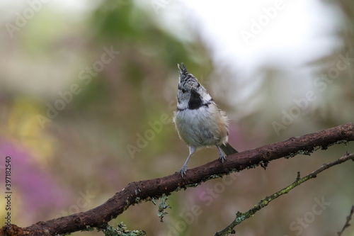 European crested tit (Lophophanes cristatus or Parus cristatus) on the branch of tree in a forest. Blurred natural background