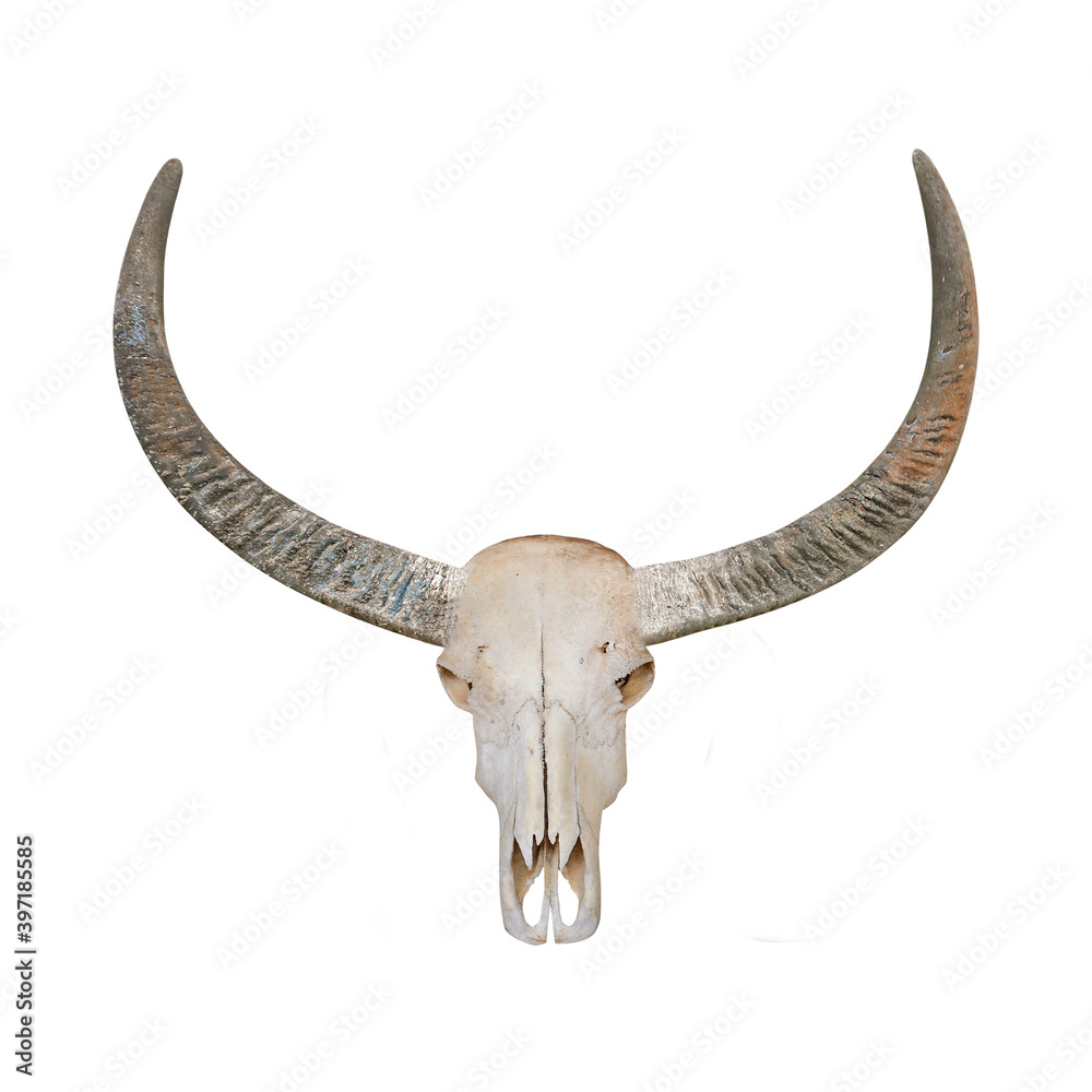 Fototapeta premium Head skull buffalo carabao isolated on white background with clipping path