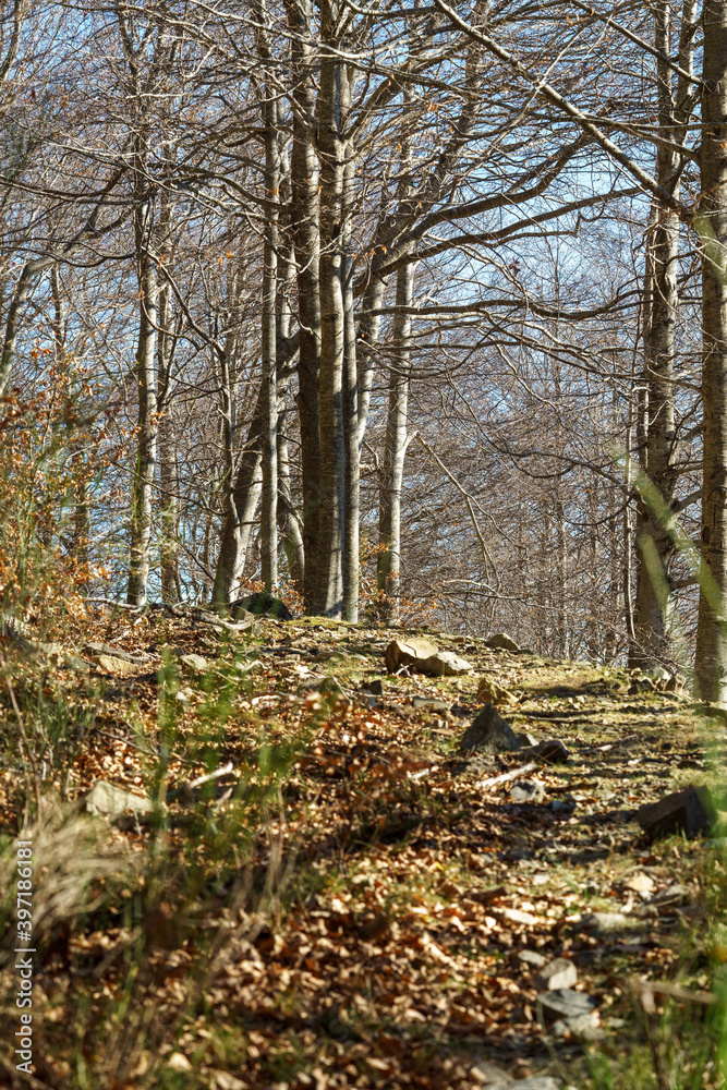 Tree in late autumn, without any leaves on its branches. On the ground we can see all the leaves that have fallen. Tree in late autumn, without any leaves on its branches. On the ground we can see all the leaves that have fallen.