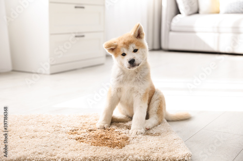 Papier peint Adorable akita inu puppy near puddle on rug at home