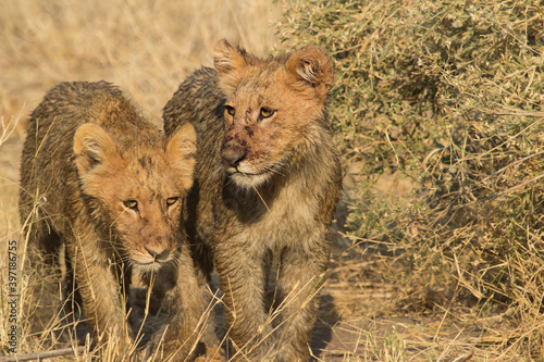 lion cubs in Moremi area Botswana  close to Rra Dinare camp