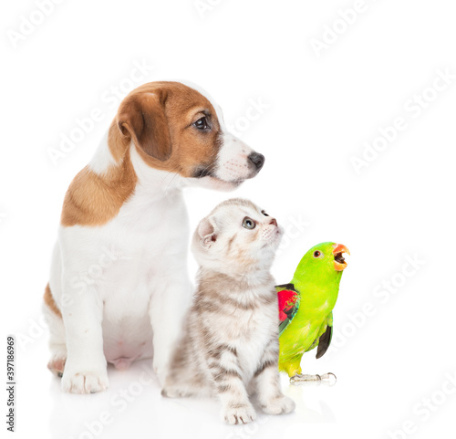 Group of pets together in profile. Isolated on white background