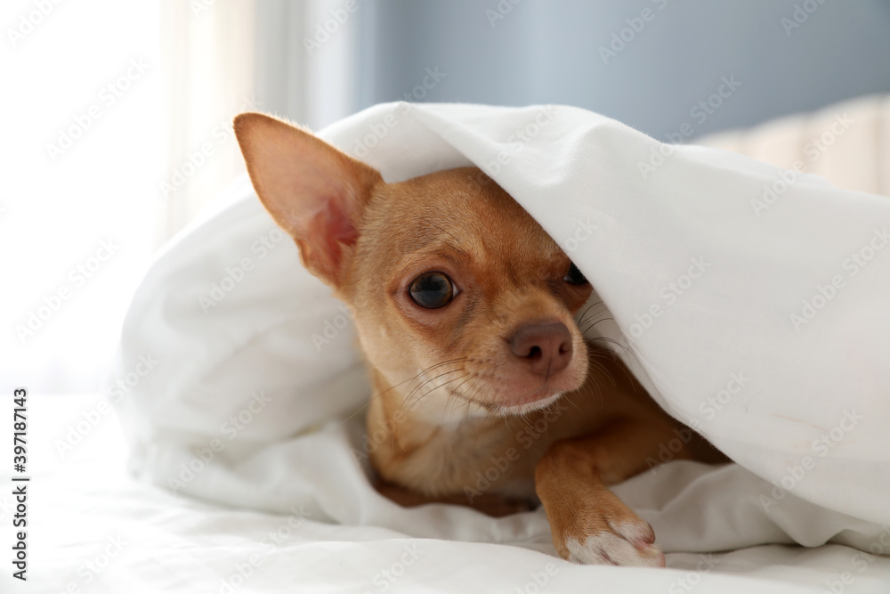 Cute Chihuahua dog under blanket at home, closeup Cute Chihuahua dog under blanket at home, closeup