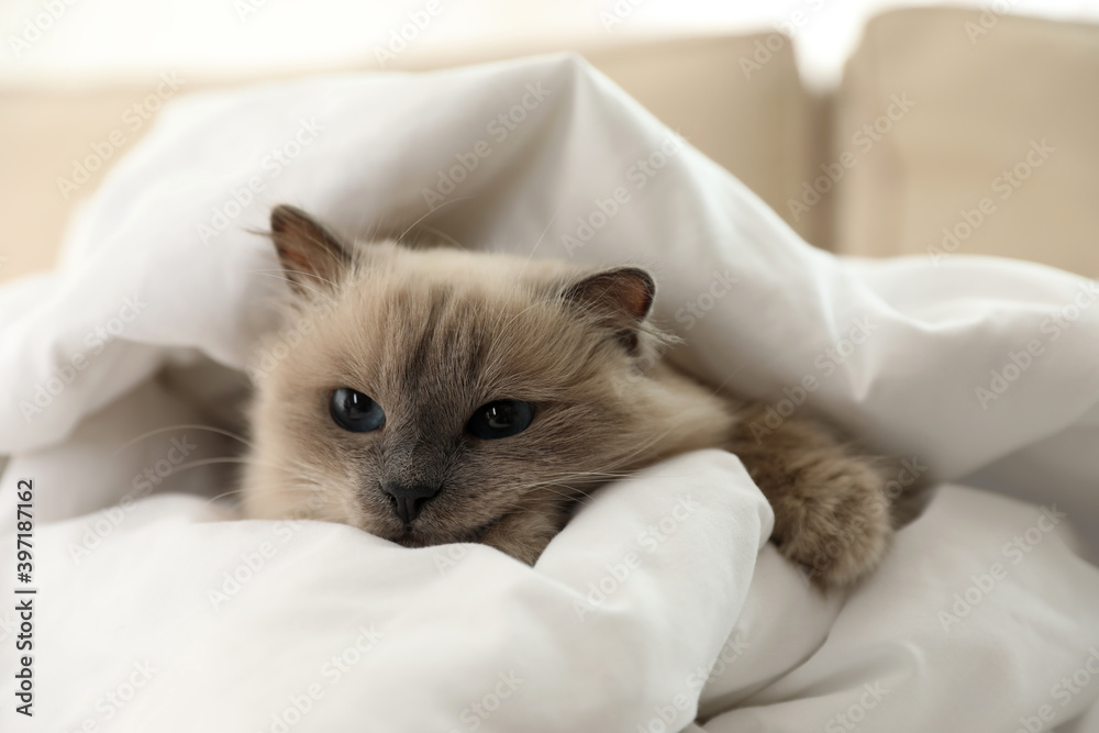 Adorable Birman cat under blanket at home