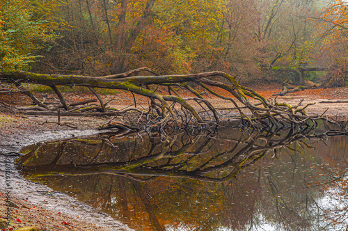 Fototapeta Naklejka Na Ścianę i Meble -  Mannheim, Germany. November 1st, 2009. View of fallen logs and reflections in a channel of the Rhine river in the forest near Mannheim named Waldpark with magnificent autumn colors.