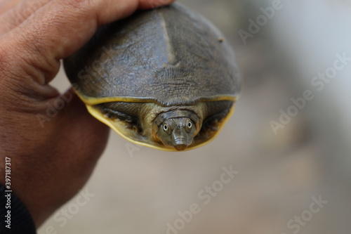 Beautiful terrapin in hand HD cute little turtle in hand