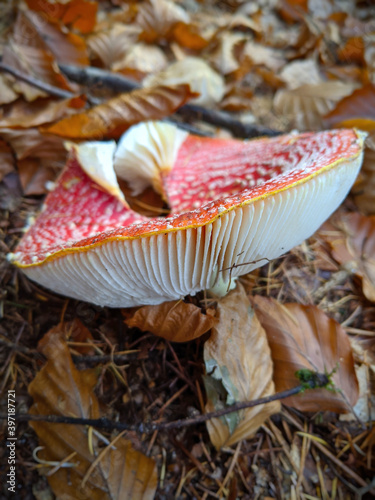 Poisonous Mushroom on Forest Floor