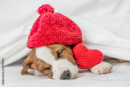Jack russell terrier puppy wearing warm hat sleeps on a bed at home with red heart. Valentines day concept © Ermolaev Alexandr