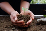 close details hand holding plant, woman planting small tree