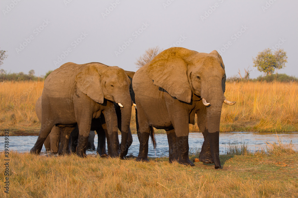 Elephants just crossed the Kwando river, Okavango Delta Botswana