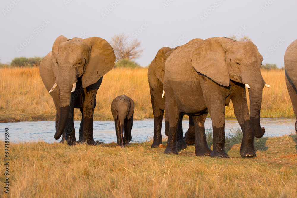 Fototapeta premium Elephants just crossed the Kwando river, Okavango Delta Botswana