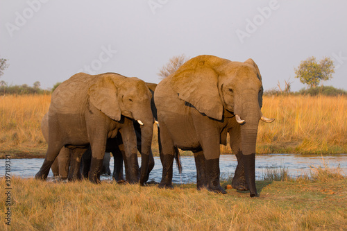 Elephants just crossed the Kwando river, Okavango Delta Botswana