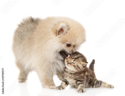 Fototapeta Naklejka Na Ścianę i Meble -  Playful Pomeranian spitz puppy licks baby kitten. isolated on white background