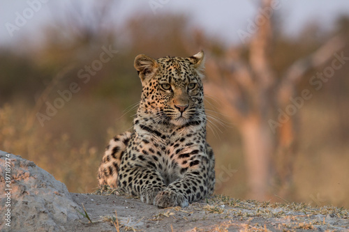 leopard near Kwanda Lebara in Okavango Delta Botswana
