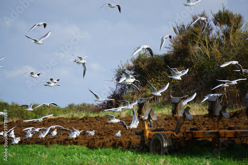 Canvas Print flock of seagulls feeding on the upturn fresh earth behind the tractor