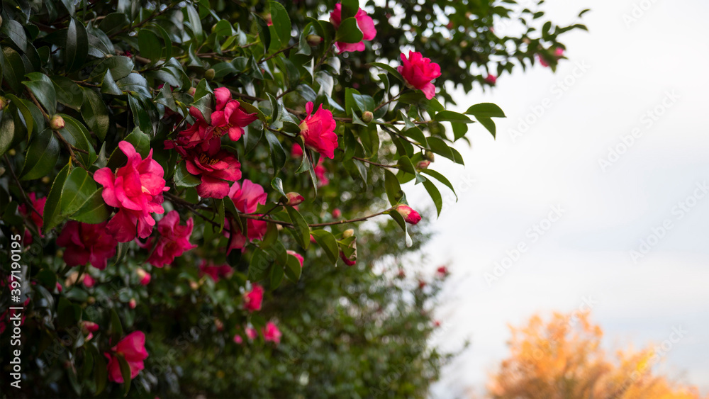 サザンカの花／Camellia sasanqua
