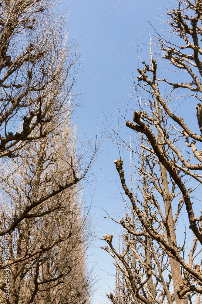 青空に伸びる葉が落ちた銀杏/Ginkgo biloba 青空に伸びる葉が落ちた銀杏/Ginkgo biloba