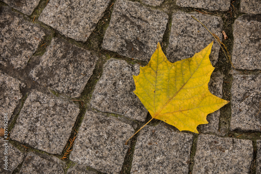 Leaf with autumn colors