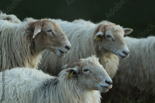 A flock of sheep looking at somewhere in the meadow