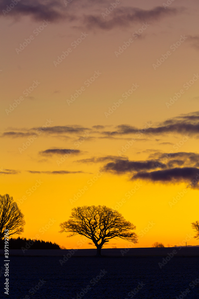 A beautiful single oak tree in the winter morning before the sunrise. Early winter scenery during dawn. Oak tree silhouette against the colorful sunrise sky.