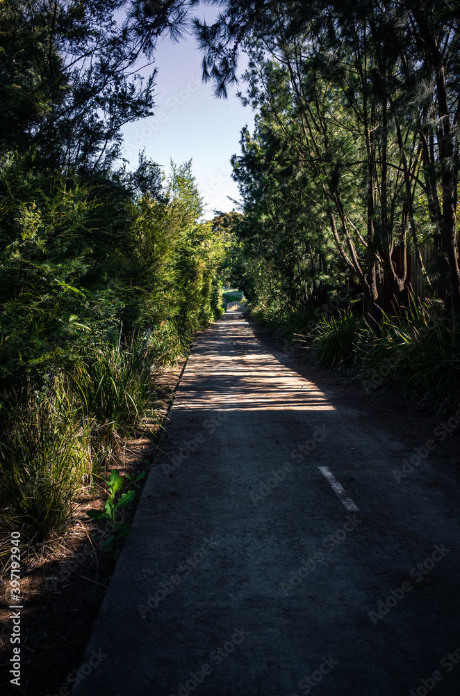 Fototapeta premium path in the woods