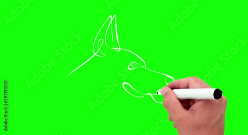 Doberman Pinscher Dog Drawing Animation  white One Line on green background with pencil