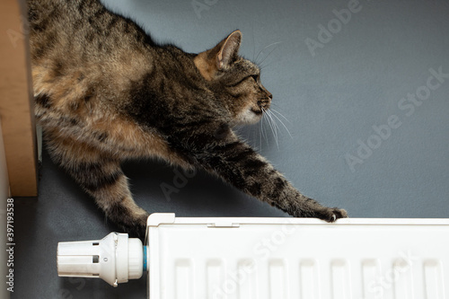 Cat on the radiator , cat lying on warm radiator rests and relaxes