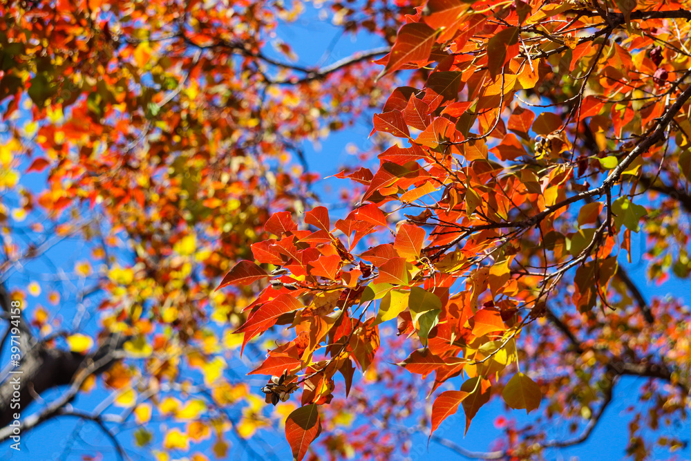 autumn leaves background leaves tree fall nature leaf autumn leaves background leaves tree fall nature leaf