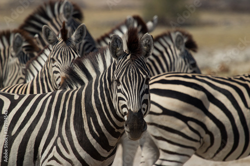 zebras near Makgadigkadi river in the National Park, Botswana