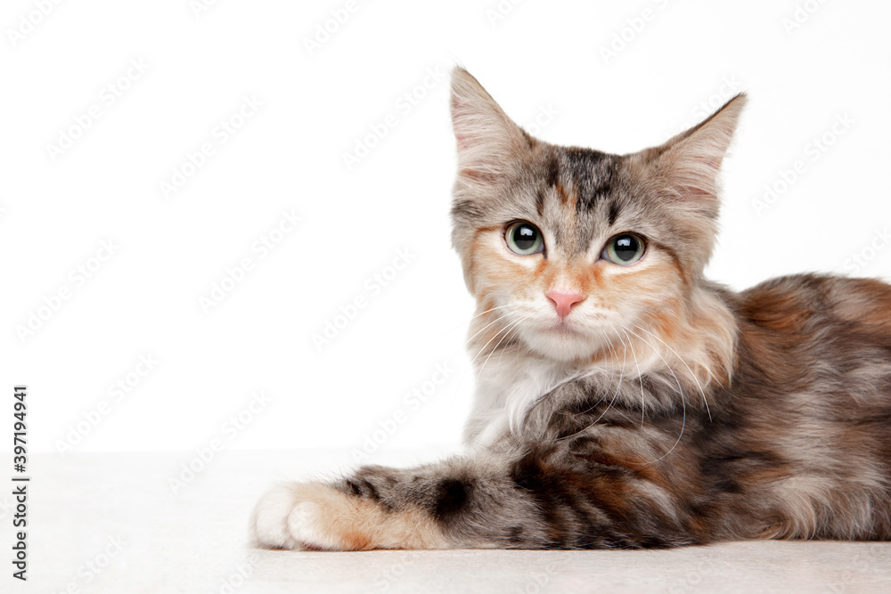 Cute beautifull multicolor kitten of Siberian cat looking at camera isolated on white studio background. Concept of motion, action, pets love, animal grace. Looks happy, delighted, funny. Copyspace.